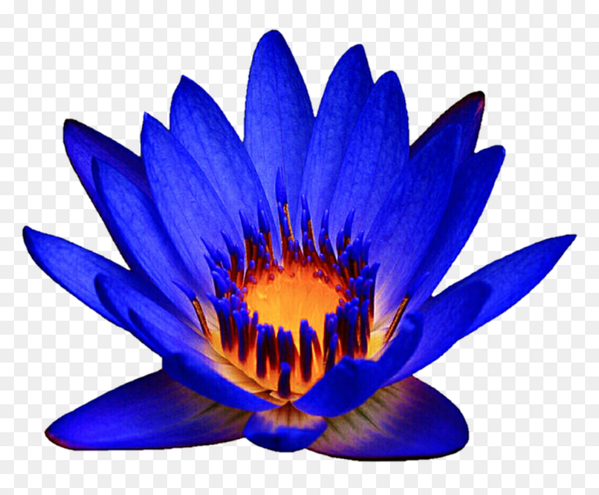 Ocean Blue Waterlily By Jeanicebartzen27 Ocean Blue - Blue Water Lily Png, Transparent Png - water lily png