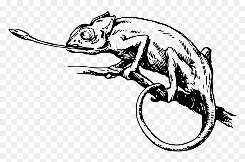 Black And White Chameleon, HD Png Download - chameleon png