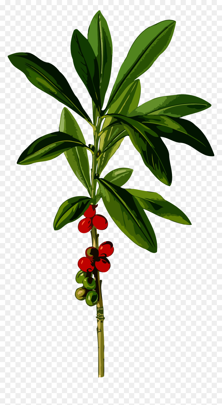 February Daphne Clip Arts - Daphne Mezereum Leaf, HD Png Download - february png