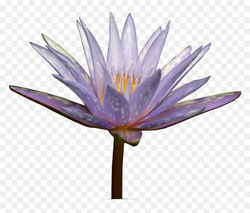 Transparent Water Lily Png - Sacred Lotus, Png Download - water lily png