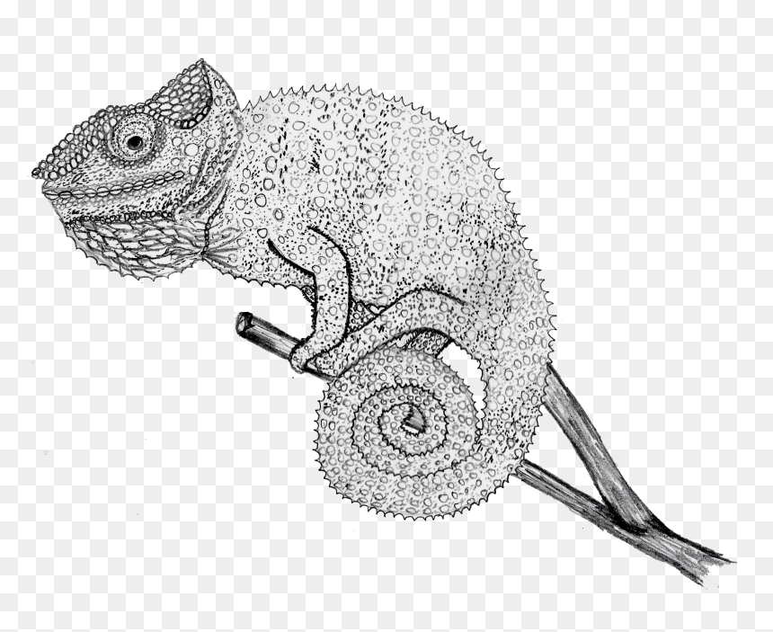 Chameleon Drawing , Png Download - Chameleon Drawing Png, Transparent Png - chameleon png