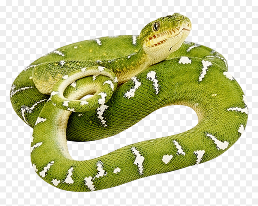 Green Snake Png, Transparent Png - serpent png