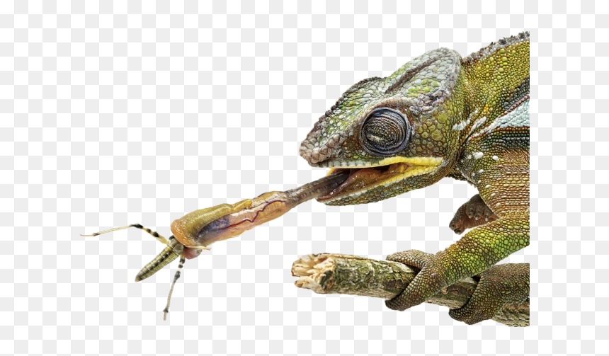 Real Chameleon Png - Chameleon Tongue Png, Transparent Png - chameleon png