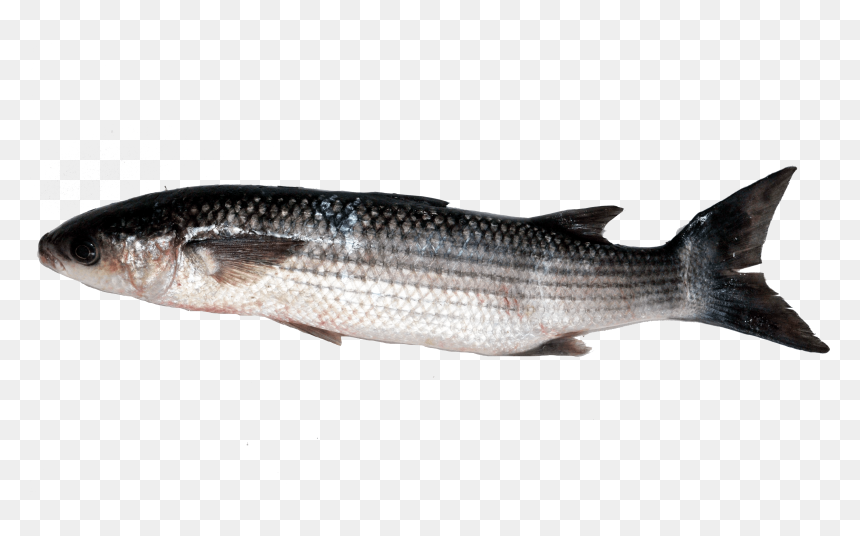 Coregonus Lavaretus, HD Png Download - mullet png