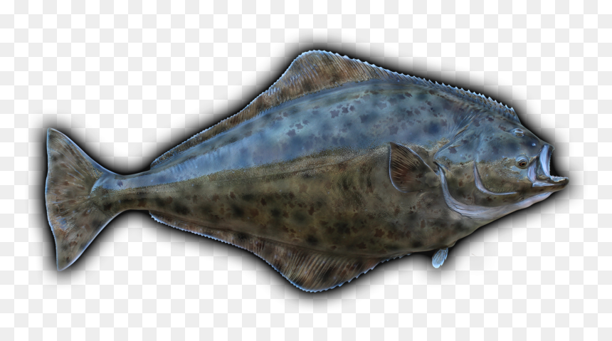 Clip Art Freeuse Stock Barracuda Drawing Mullet Fish - Halibut, HD Png Download - mullet png