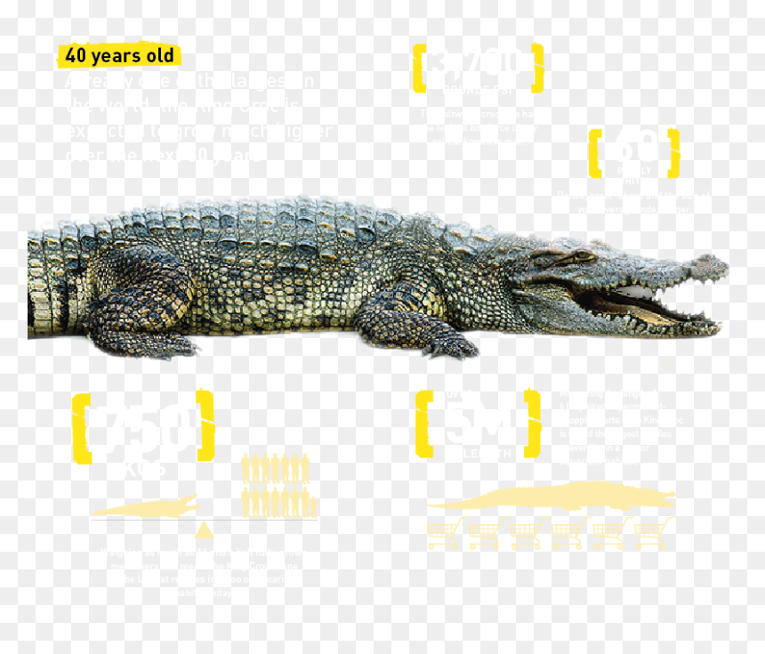 Croc Details - King The Crocodile, HD Png Download - gator png