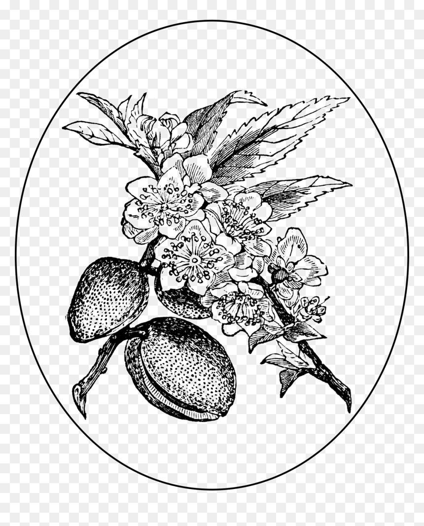 Swingshiftdesigns Digitalstamp Almond Transparent - Almond Tree, HD Png Download - almond png