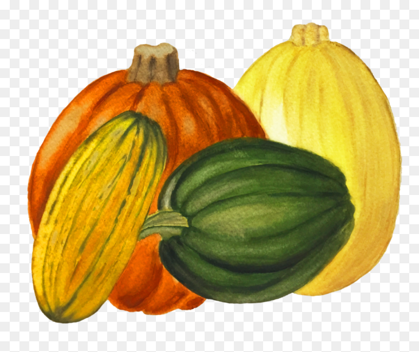 Winter Durst Organic Growers - Squash, HD Png Download - squash png