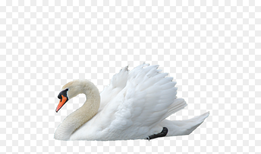 Mute Swan Png By Virgolinedan - Swan Transparent, Png Download - swan png