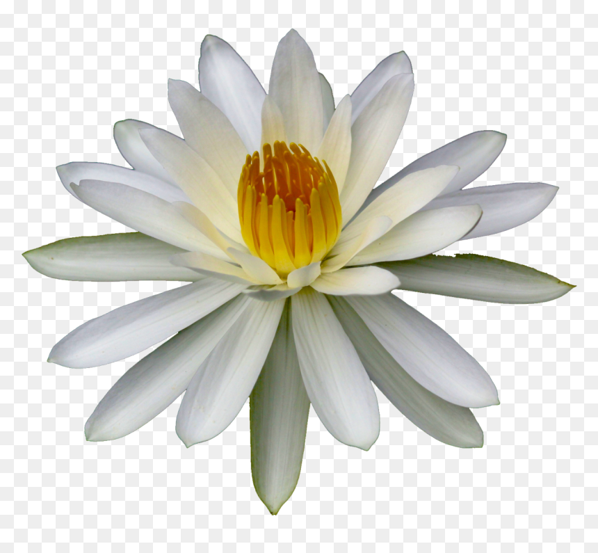 *transparent* Nymphaeaceae - Sacred Lotus, HD Png Download - water lily png