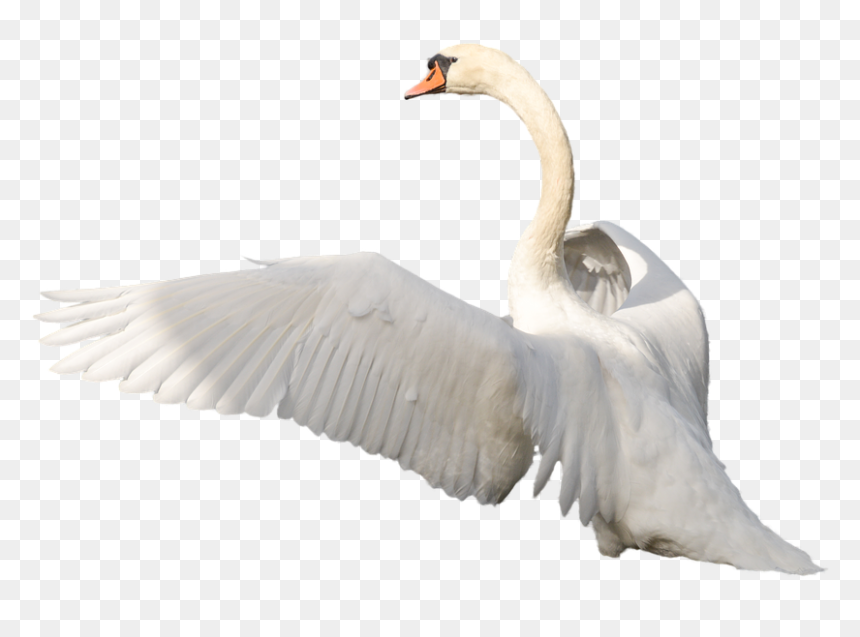 Swan Png - Swan Flying Png, Transparent Png - swan png