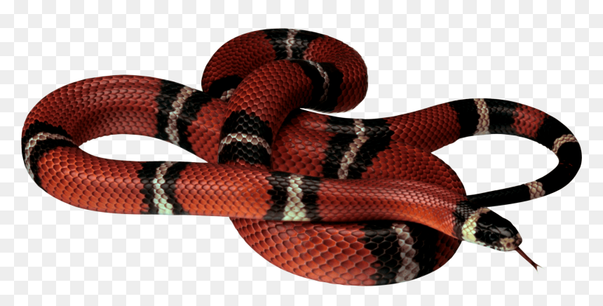 Red Black Snake - Black And Red Snake Png, Transparent Png - snakes png