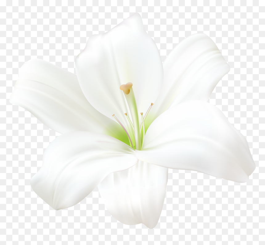 Water Lily Clipart Transparent Background, HD Png Download - water lily png