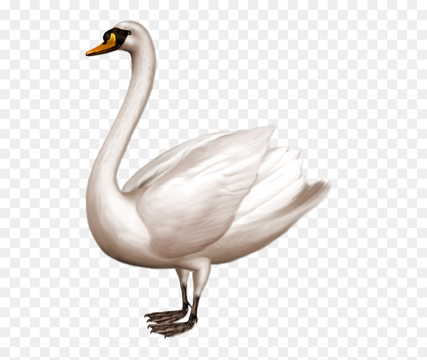 Swan Png Transparent - Swan Png, Png Download - swan png
