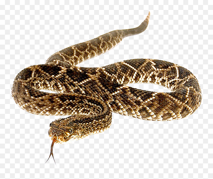 Reindeer Png Transparent Image - Rattlesnake Png, Png Download - serpent png