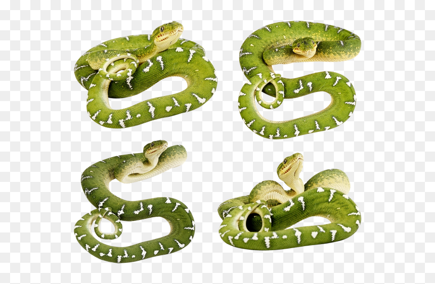 Snake Png Free Download - Green Snake Transparent Background, Png Download - serpent png