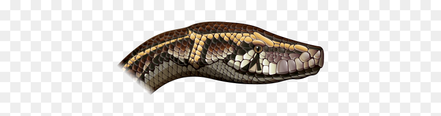 Cabeza De Serpiente De Lado, HD Png Download - snake head png