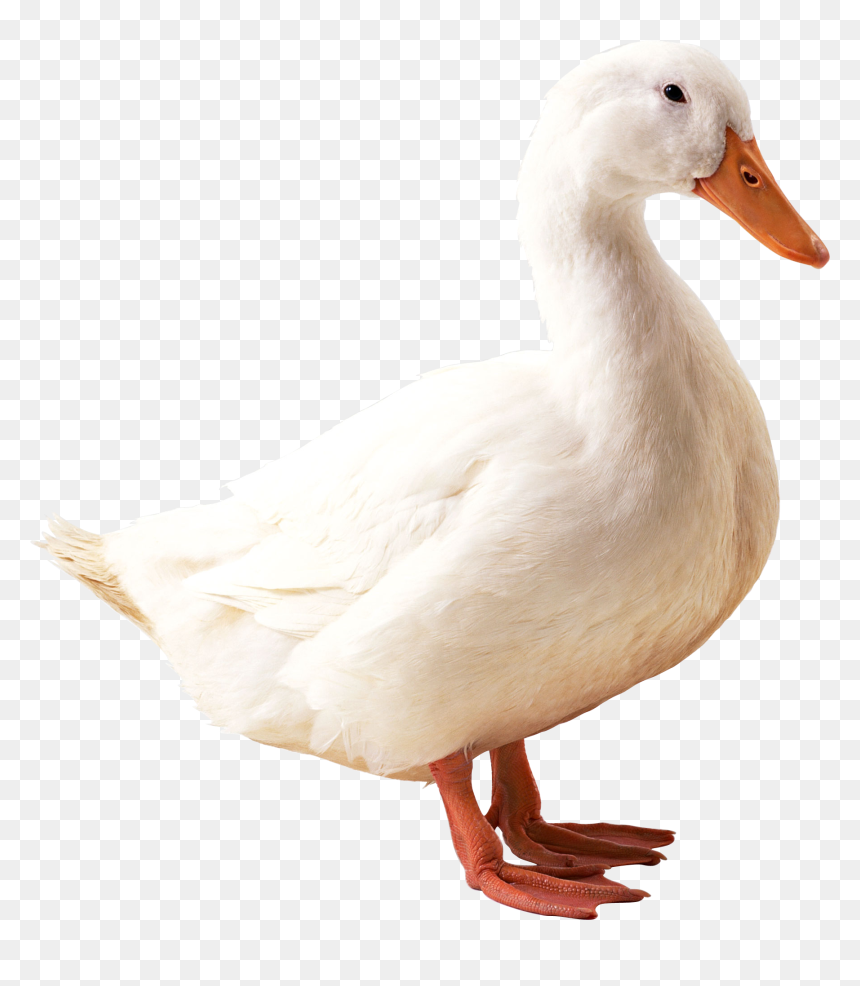 Swan Png Free Download - Duck Png, Transparent Png - swan png