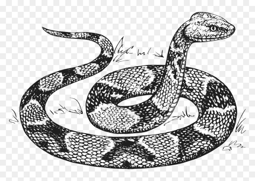 Snake Drawing, HD Png Download - snakes png