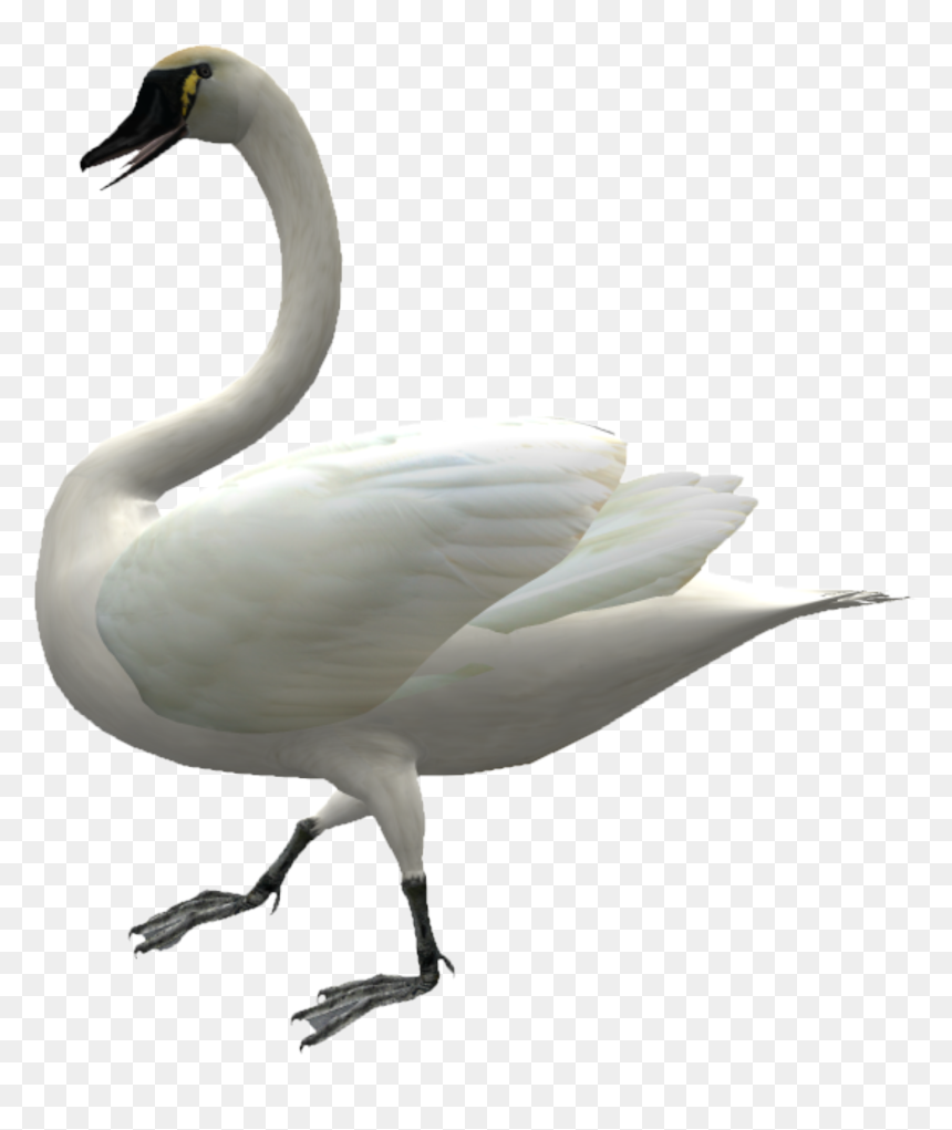 Cygnini Domestic Goose Duck - Swans, HD Png Download - swan png