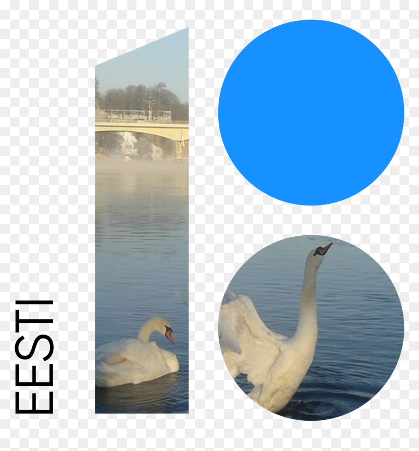 Transparent Water Reflection Png - Swan, Png Download - swan png
