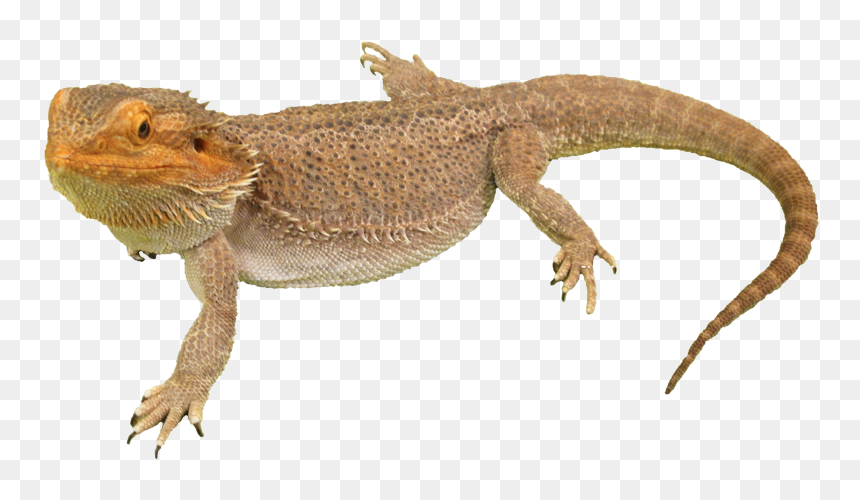 Download Bearded Dragon Png Photos - Bearded Dragon Transparent Background, Png Download - dragons png