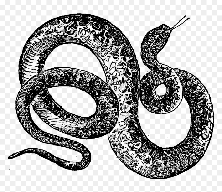 Digital Snake Downloads - Snake, HD Png Download - snakes png