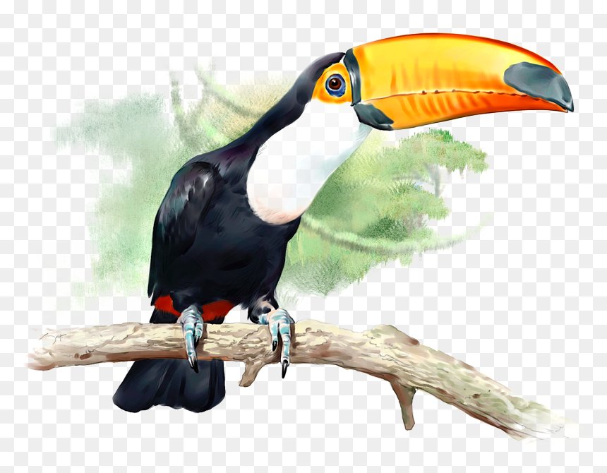 Tucan Png, Transparent Png - toucan png