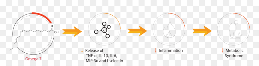 Cardiomegia Mechanism Of Action, HD Png Download - omega symbol png