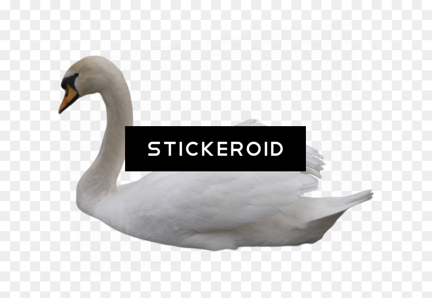Tundra Swan , Png Download - Tundra Swan, Transparent Png - swan png