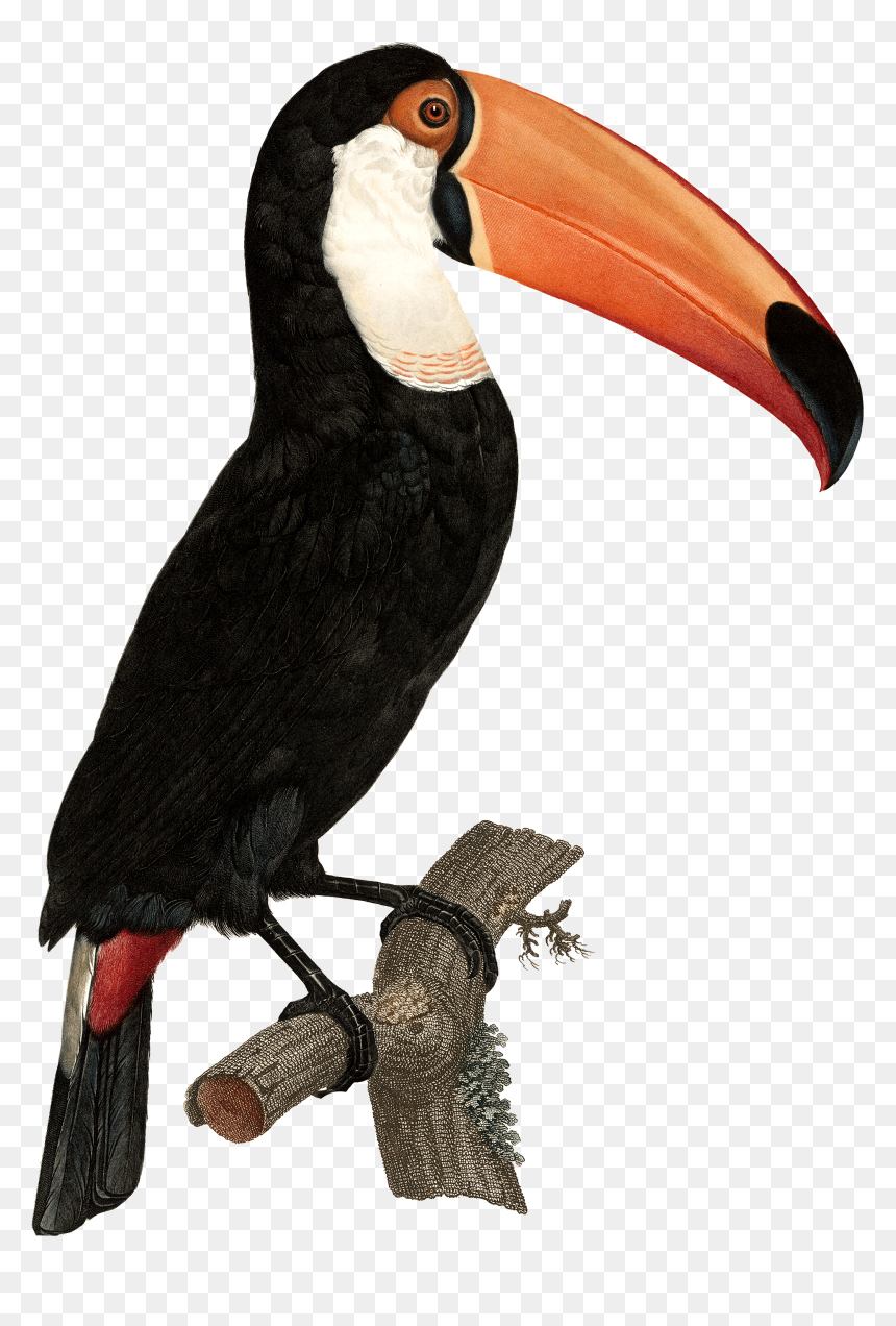 Tropical Toucan Png - Tocan Bird Png, Transparent Png - toucan png