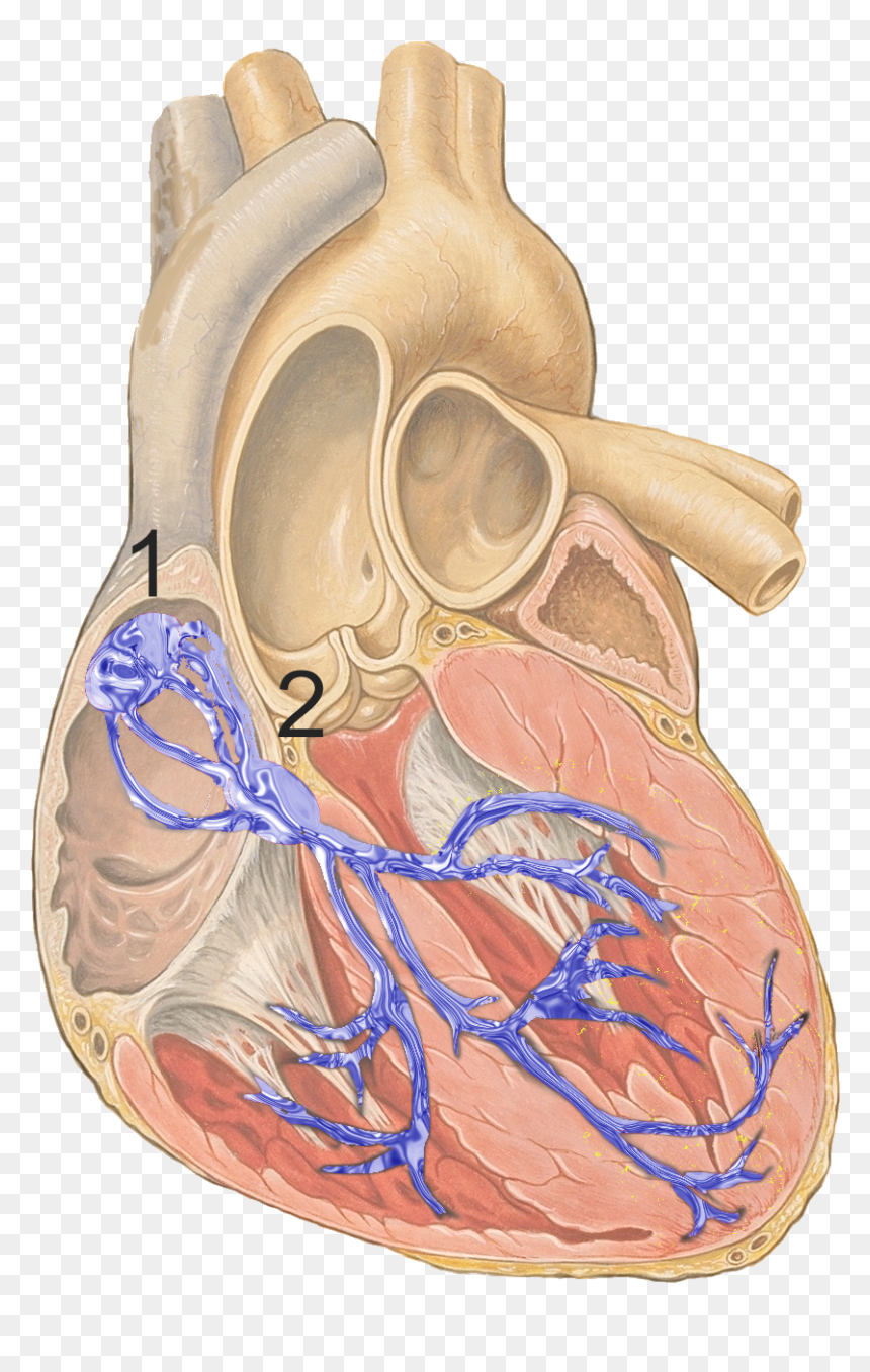 Reizleitungssystem 1 - Sinoatrial Node, HD Png Download - anatomical heart png