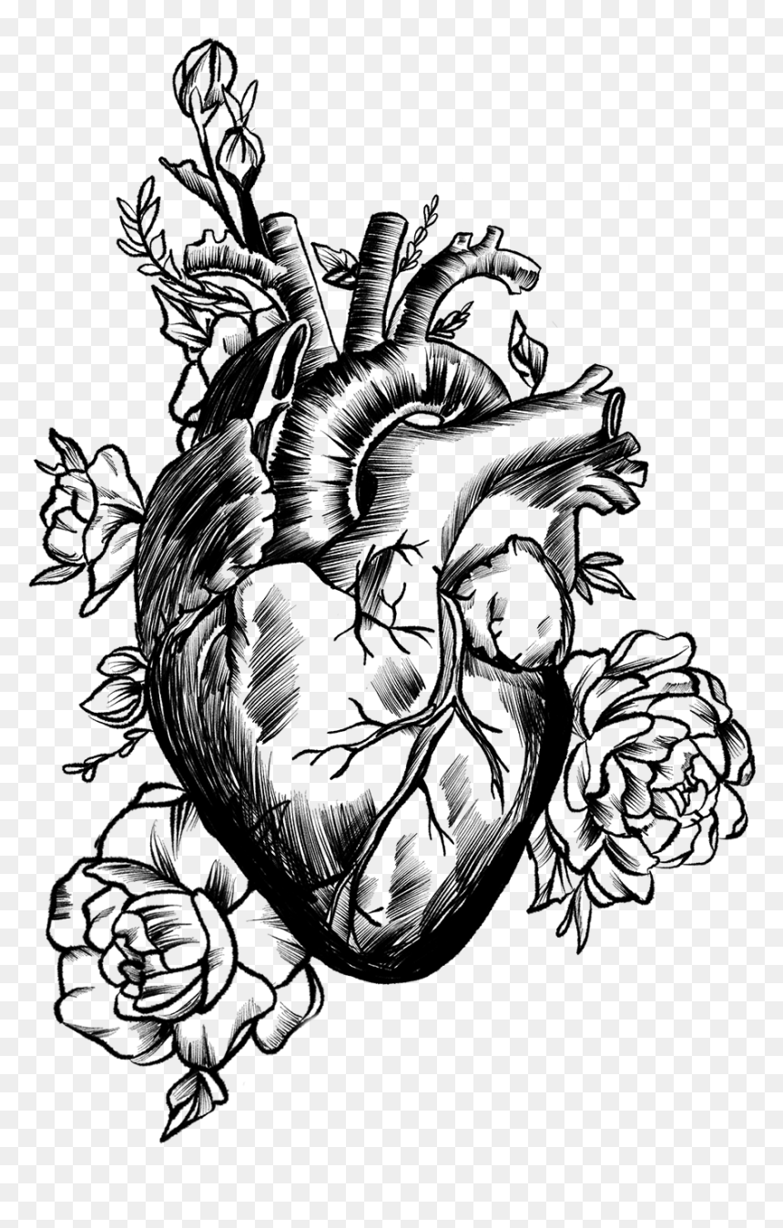 Detailed Pine Cone, HD Png Download - anatomical heart png
