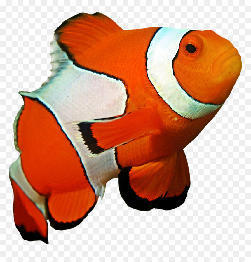 Ocellaris Clownfish Coral Reef Sea Anemone - Underwater Beautiful Fish Ocean, HD Png Download - ocean fish png