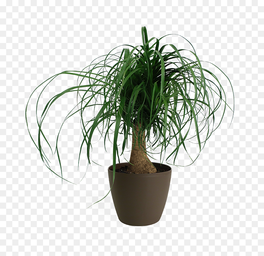 Ponytail Palm In White Pot , Png Download - Houseplant, Transparent Png - ponytail png