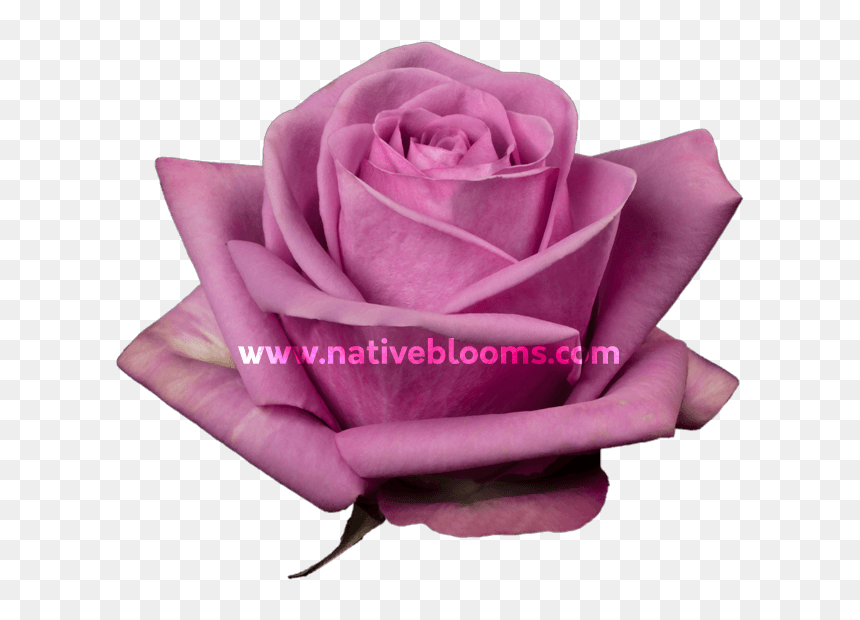 Garden Roses, HD Png Download - purple roses png