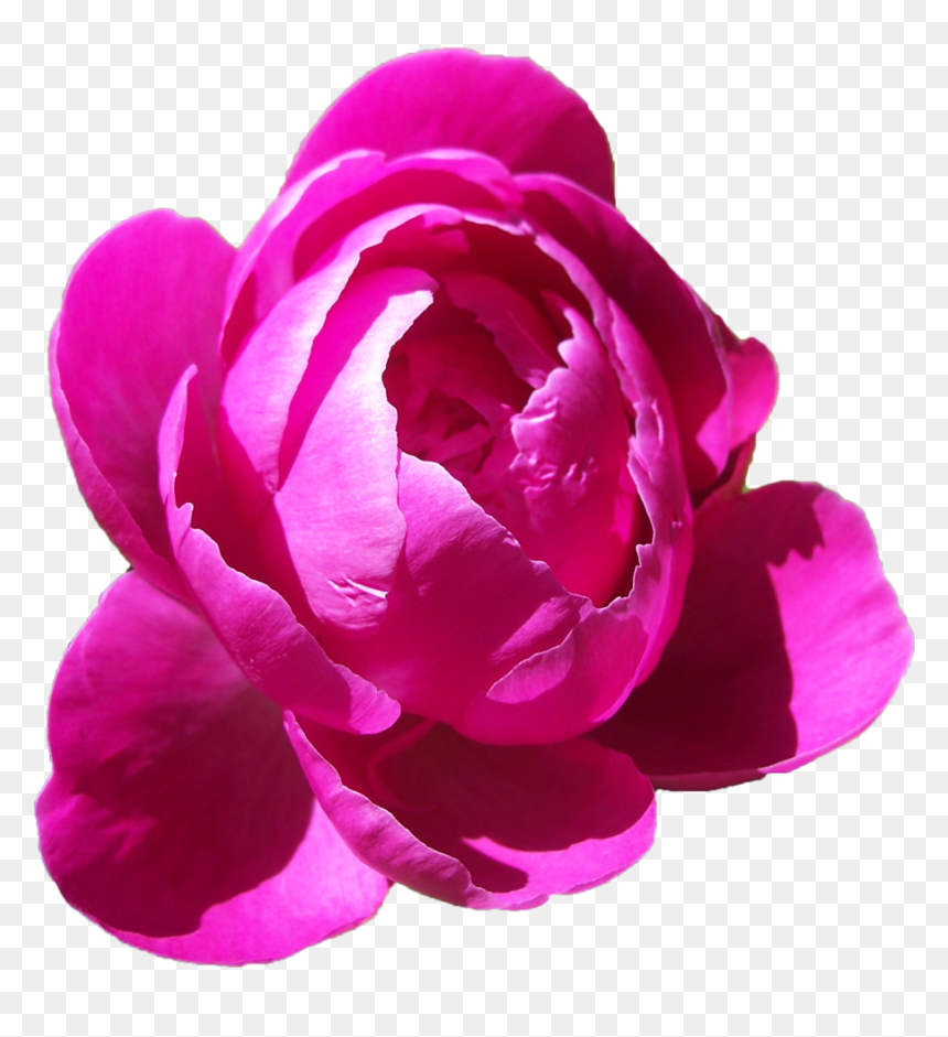 Download Peonies Png Free Download - Peony Transparent Png, Png Download - peonies png