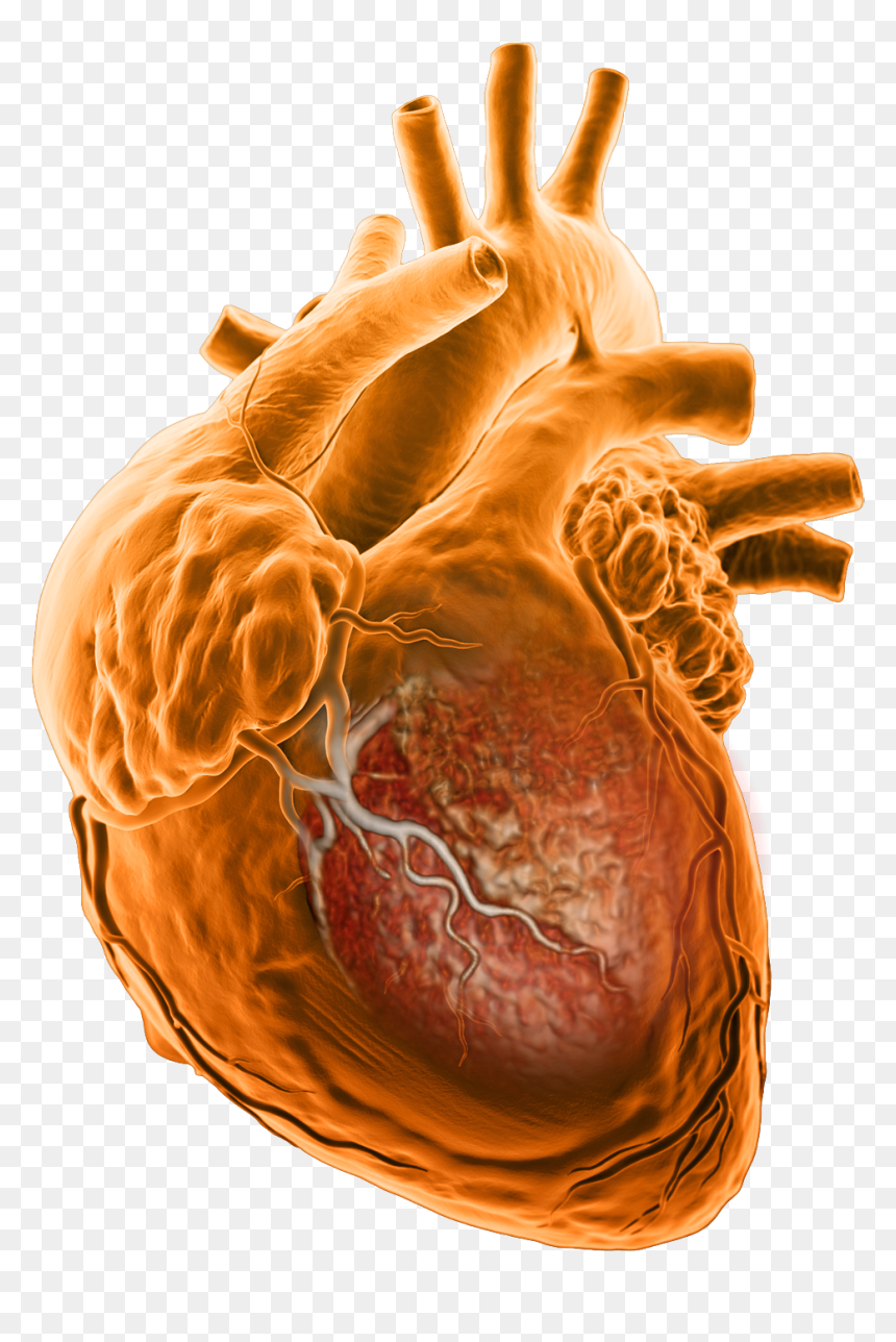 Nhồ Máu Cơ Tim, HD Png Download - anatomical heart png