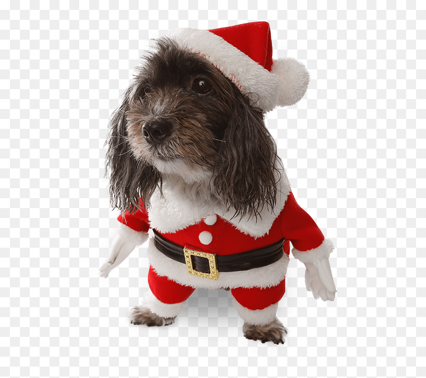 Costumes Star Wars Ewok Pet Dog Costume, Australia - Dog, HD Png Download - ewok png