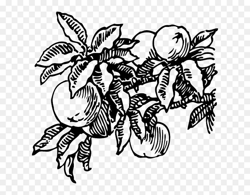 Food, Fruit, Outline, Plants, Tree, Branch, Peach, - Peach Clip Art, HD Png Download - wall vines png