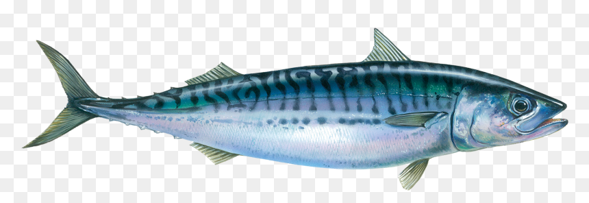 Horse Mackerel Fish, HD Png Download - ocean fish png