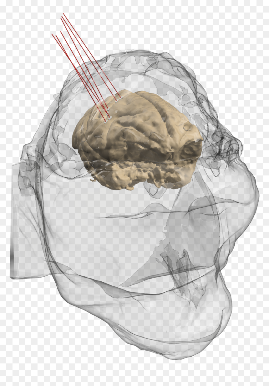 Illustration, HD Png Download - anatomical heart png