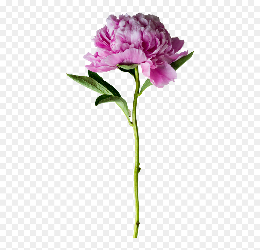 Visit Card Nail Master, HD Png Download - peonies png