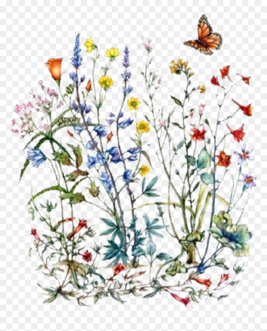 Wildflower Botanical Illustration, HD Png Download - flower bush png