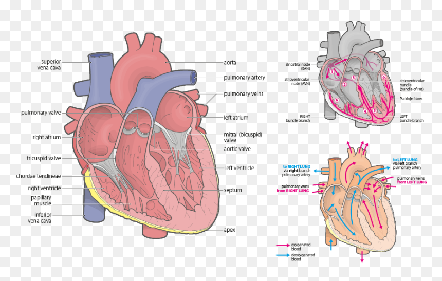 Illustration, HD Png Download - anatomical heart png