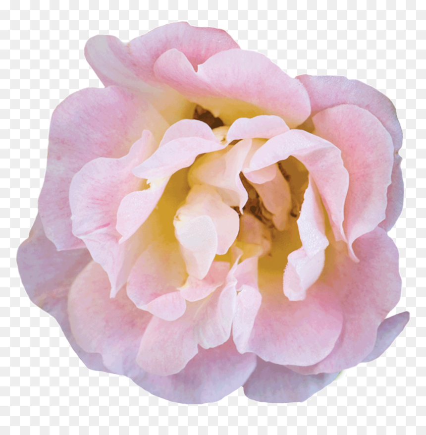 Peach Bloom - Floribunda, HD Png Download - flower bush png
