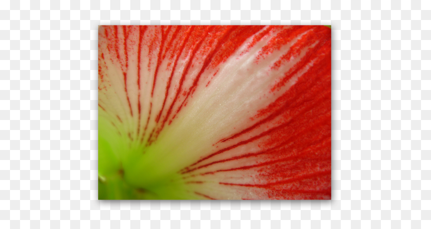 Red Lines - Petunia, HD Png Download - red lines png