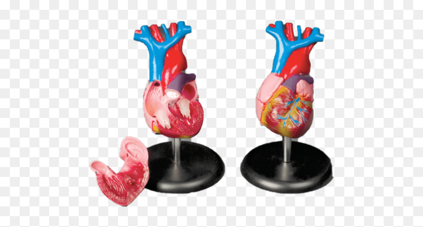 Anatomical Chart Company Model Budget Life Size Heart - Figurine, HD Png Download - anatomical heart png