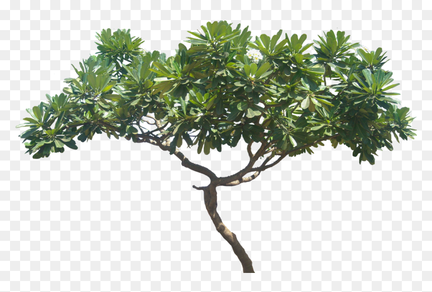 Plumeria Obtusa, Height - Plumeria Rubra Png, Transparent Png - plumeria png