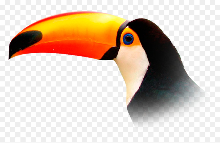 Toucan Png, Transparent Png - toucan png